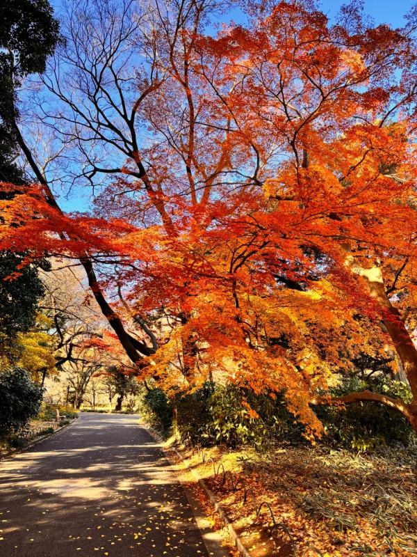 2025東京紅葉預測。圖片來源：fujiyama-navi.jp、sotoasobi、jalan.net、muragon、yamahack、renstablog、discovernippon、jorudan、紫櫻的天空@小紅書、我是夏涼@小紅書、六食@小紅書、金英學@小紅書、ATM.24@小紅書、Mio@小紅書、懶人鞋的吃喝玩樂@小紅書、熹愉徐@小紅書、啾醬_@小紅書、不辣的皮特@小紅書