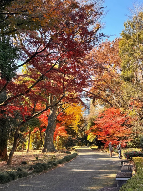 2025東京紅葉預測。圖片來源：fujiyama-navi.jp、sotoasobi、jalan.net、muragon、yamahack、renstablog、discovernippon、jorudan、紫櫻的天空@小紅書、我是夏涼@小紅書、六食@小紅書、金英學@小紅書、ATM.24@小紅書、Mio@小紅書、懶人鞋的吃喝玩樂@小紅書、熹愉徐@小紅書、啾醬_@小紅書、不辣的皮特@小紅書