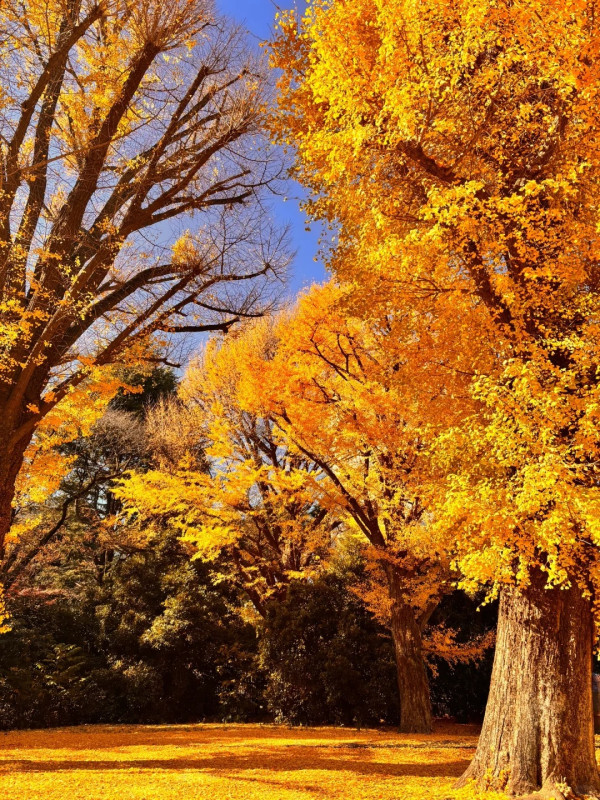 2025東京紅葉預測。圖片來源：fujiyama-navi.jp、sotoasobi、jalan.net、muragon、yamahack、renstablog、discovernippon、jorudan、紫櫻的天空@小紅書、我是夏涼@小紅書、六食@小紅書、金英學@小紅書、ATM.24@小紅書、Mio@小紅書、懶人鞋的吃喝玩樂@小紅書、熹愉徐@小紅書、啾醬_@小紅書、不辣的皮特@小紅書