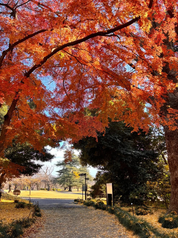 2025東京紅葉預測。圖片來源：fujiyama-navi.jp、sotoasobi、jalan.net、muragon、yamahack、renstablog、discovernippon、jorudan、紫櫻的天空@小紅書、我是夏涼@小紅書、六食@小紅書、金英學@小紅書、ATM.24@小紅書、Mio@小紅書、懶人鞋的吃喝玩樂@小紅書、熹愉徐@小紅書、啾醬_@小紅書、不辣的皮特@小紅書