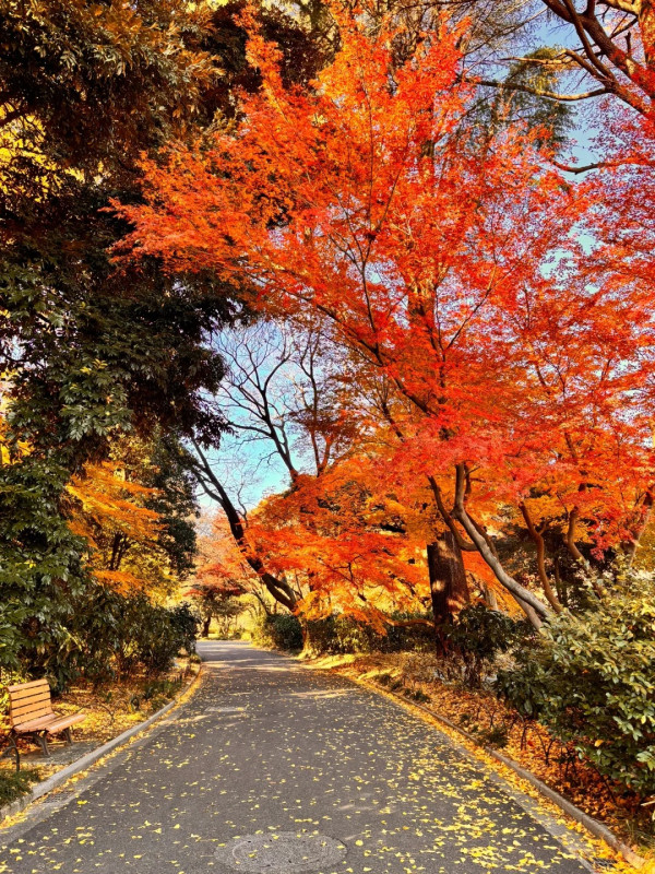 2025東京紅葉預測。圖片來源：fujiyama-navi.jp、sotoasobi、jalan.net、muragon、yamahack、renstablog、discovernippon、jorudan、紫櫻的天空@小紅書、我是夏涼@小紅書、六食@小紅書、金英學@小紅書、ATM.24@小紅書、Mio@小紅書、懶人鞋的吃喝玩樂@小紅書、熹愉徐@小紅書、啾醬_@小紅書、不辣的皮特@小紅書