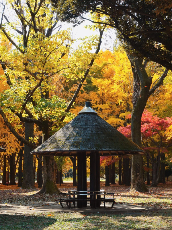 2025東京紅葉預測。圖片來源：fujiyama-navi.jp、sotoasobi、jalan.net、muragon、yamahack、renstablog、discovernippon、jorudan、紫櫻的天空@小紅書、我是夏涼@小紅書、六食@小紅書、金英學@小紅書、ATM.24@小紅書、Mio@小紅書、懶人鞋的吃喝玩樂@小紅書、熹愉徐@小紅書、啾醬_@小紅書、不辣的皮特@小紅書