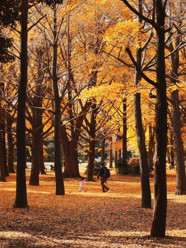 2025東京紅葉預測。圖片來源：fujiyama-navi.jp、sotoasobi、jalan.net、muragon、yamahack、renstablog、discovernippon、jorudan、紫櫻的天空@小紅書、我是夏涼@小紅書、六食@小紅書、金英學@小紅書、ATM.24@小紅書、Mio@小紅書、懶人鞋的吃喝玩樂@小紅書、熹愉徐@小紅書、啾醬_@小紅書、不辣的皮特@小紅書