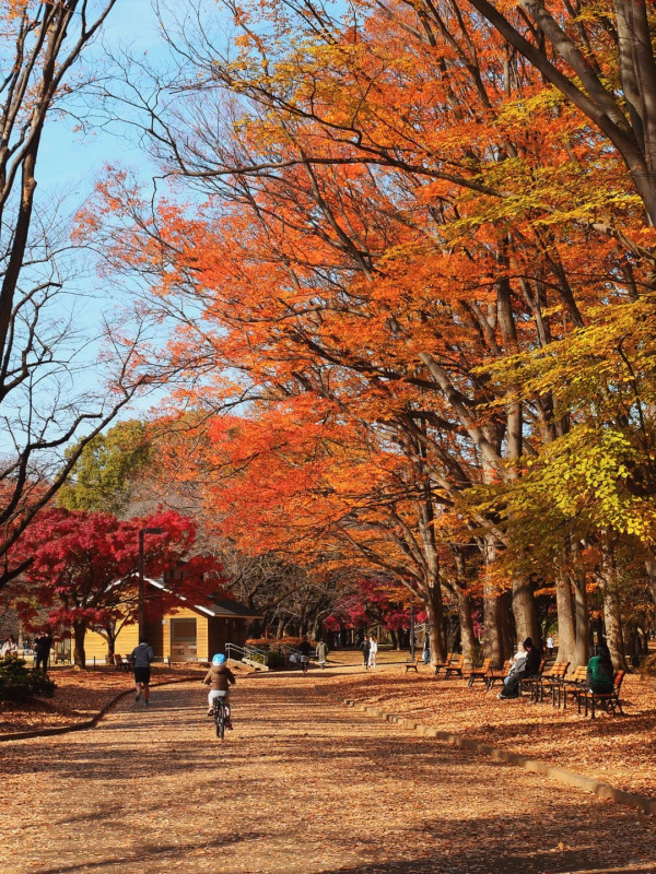 2025東京紅葉預測。圖片來源：fujiyama-navi.jp、sotoasobi、jalan.net、muragon、yamahack、renstablog、discovernippon、jorudan、紫櫻的天空@小紅書、我是夏涼@小紅書、六食@小紅書、金英學@小紅書、ATM.24@小紅書、Mio@小紅書、懶人鞋的吃喝玩樂@小紅書、熹愉徐@小紅書、啾醬_@小紅書、不辣的皮特@小紅書