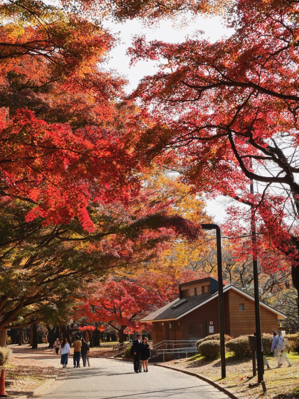 2025東京紅葉預測。圖片來源：fujiyama-navi.jp、sotoasobi、jalan.net、muragon、yamahack、renstablog、discovernippon、jorudan、紫櫻的天空@小紅書、我是夏涼@小紅書、六食@小紅書、金英學@小紅書、ATM.24@小紅書、Mio@小紅書、懶人鞋的吃喝玩樂@小紅書、熹愉徐@小紅書、啾醬_@小紅書、不辣的皮特@小紅書