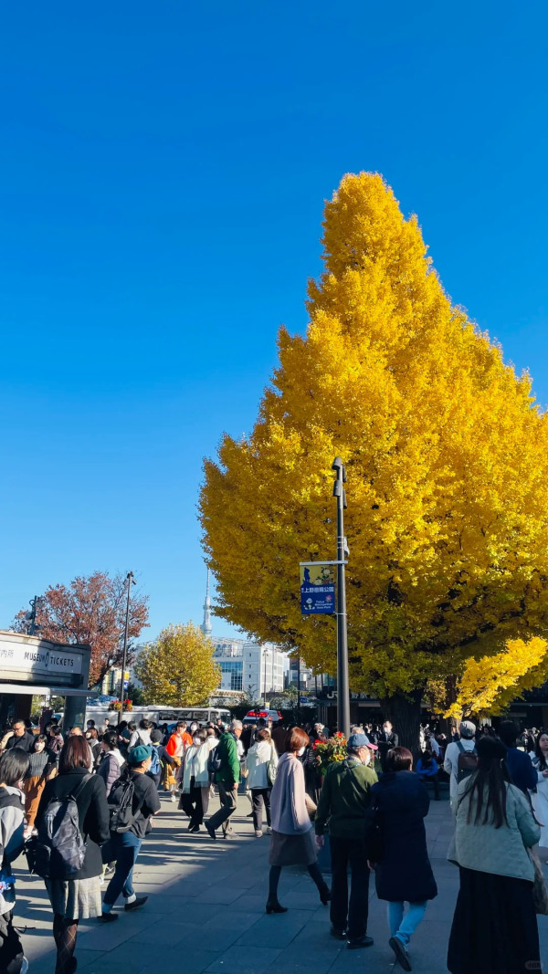 2025東京紅葉預測。圖片來源：fujiyama-navi.jp、sotoasobi、jalan.net、muragon、yamahack、renstablog、discovernippon、jorudan、紫櫻的天空@小紅書、我是夏涼@小紅書、六食@小紅書、金英學@小紅書、ATM.24@小紅書、Mio@小紅書、懶人鞋的吃喝玩樂@小紅書、熹愉徐@小紅書、啾醬_@小紅書、不辣的皮特@小紅書