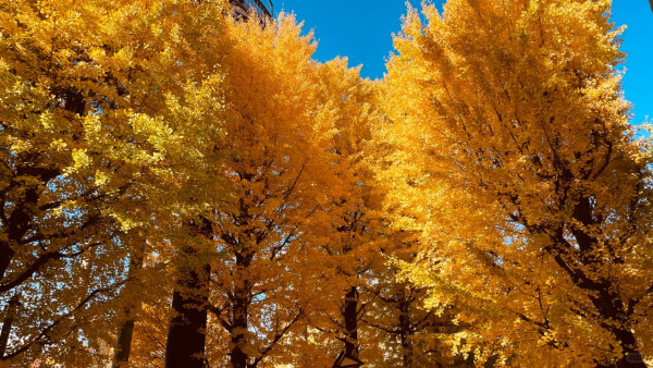 2025東京紅葉預測。圖片來源：fujiyama-navi.jp、sotoasobi、jalan.net、muragon、yamahack、renstablog、discovernippon、jorudan、紫櫻的天空@小紅書、我是夏涼@小紅書、六食@小紅書、金英學@小紅書、ATM.24@小紅書、Mio@小紅書、懶人鞋的吃喝玩樂@小紅書、熹愉徐@小紅書、啾醬_@小紅書、不辣的皮特@小紅書