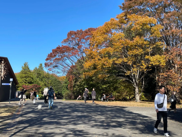 2025東京紅葉預測。圖片來源：fujiyama-navi.jp、sotoasobi、jalan.net、muragon、yamahack、renstablog、discovernippon、jorudan、紫櫻的天空@小紅書、我是夏涼@小紅書、六食@小紅書、金英學@小紅書、ATM.24@小紅書、Mio@小紅書、懶人鞋的吃喝玩樂@小紅書、熹愉徐@小紅書、啾醬_@小紅書、不辣的皮特@小紅書