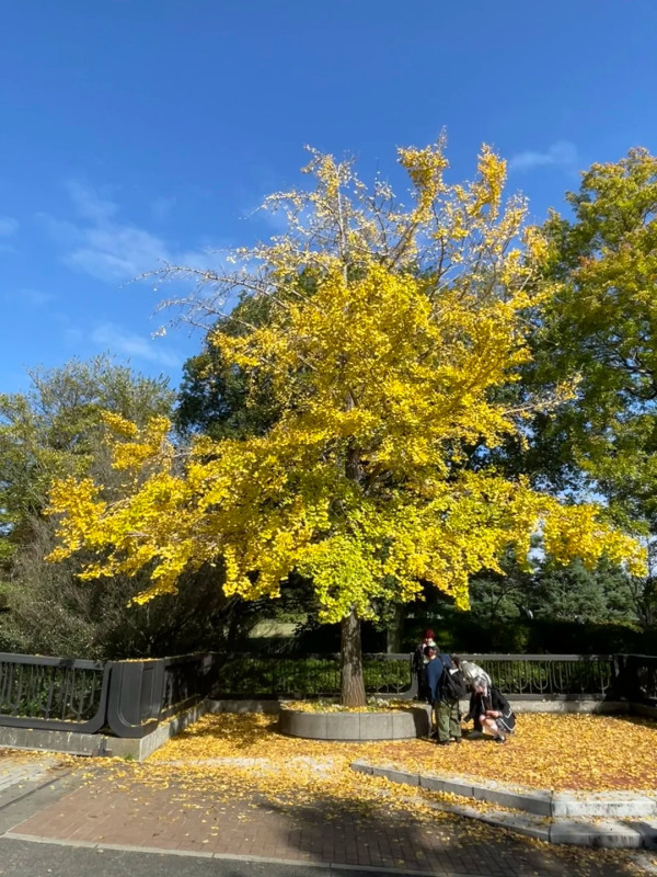 2025東京紅葉預測。圖片來源：fujiyama-navi.jp、sotoasobi、jalan.net、muragon、yamahack、renstablog、discovernippon、jorudan、紫櫻的天空@小紅書、我是夏涼@小紅書、六食@小紅書、金英學@小紅書、ATM.24@小紅書、Mio@小紅書、懶人鞋的吃喝玩樂@小紅書、熹愉徐@小紅書、啾醬_@小紅書、不辣的皮特@小紅書