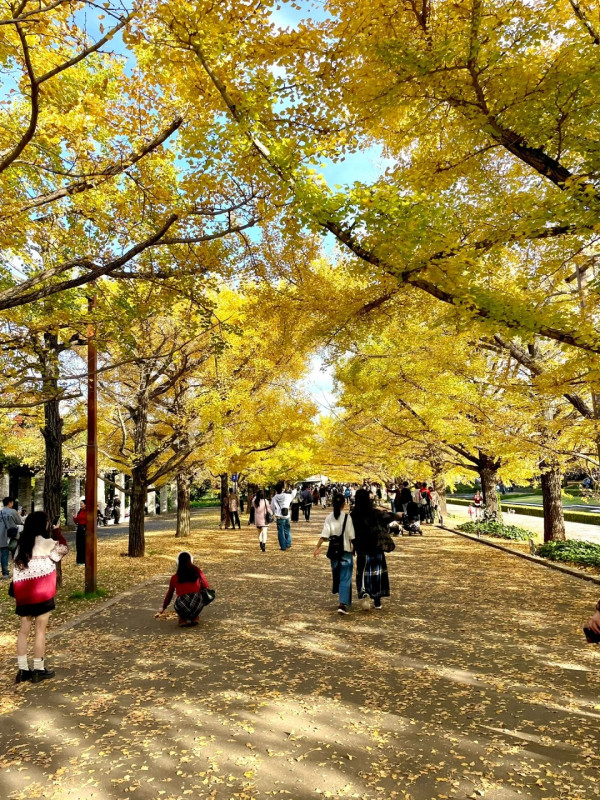 2025東京紅葉預測。圖片來源：fujiyama-navi.jp、sotoasobi、jalan.net、muragon、yamahack、renstablog、discovernippon、jorudan、紫櫻的天空@小紅書、我是夏涼@小紅書、六食@小紅書、金英學@小紅書、ATM.24@小紅書、Mio@小紅書、懶人鞋的吃喝玩樂@小紅書、熹愉徐@小紅書、啾醬_@小紅書、不辣的皮特@小紅書