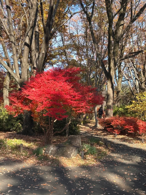 2025東京紅葉預測。圖片來源：fujiyama-navi.jp、sotoasobi、jalan.net、muragon、yamahack、renstablog、discovernippon、jorudan、紫櫻的天空@小紅書、我是夏涼@小紅書、六食@小紅書、金英學@小紅書、ATM.24@小紅書、Mio@小紅書、懶人鞋的吃喝玩樂@小紅書、熹愉徐@小紅書、啾醬_@小紅書、不辣的皮特@小紅書