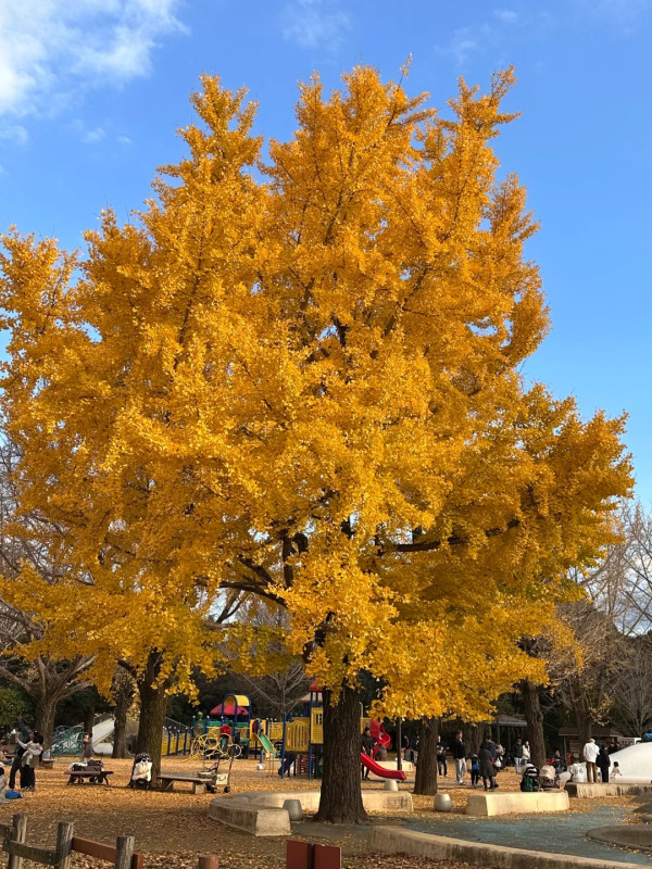 2025東京紅葉預測。圖片來源：fujiyama-navi.jp、sotoasobi、jalan.net、muragon、yamahack、renstablog、discovernippon、jorudan、紫櫻的天空@小紅書、我是夏涼@小紅書、六食@小紅書、金英學@小紅書、ATM.24@小紅書、Mio@小紅書、懶人鞋的吃喝玩樂@小紅書、熹愉徐@小紅書、啾醬_@小紅書、不辣的皮特@小紅書