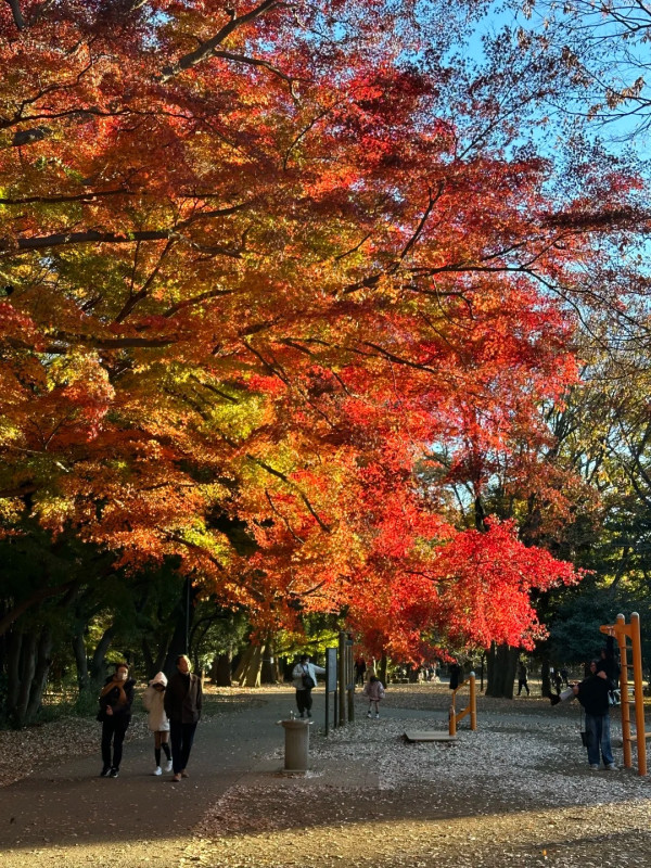 2025東京紅葉預測。圖片來源：fujiyama-navi.jp、sotoasobi、jalan.net、muragon、yamahack、renstablog、discovernippon、jorudan、紫櫻的天空@小紅書、我是夏涼@小紅書、六食@小紅書、金英學@小紅書、ATM.24@小紅書、Mio@小紅書、懶人鞋的吃喝玩樂@小紅書、熹愉徐@小紅書、啾醬_@小紅書、不辣的皮特@小紅書