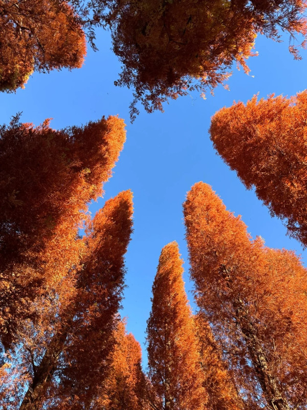 2025東京紅葉預測。圖片來源：fujiyama-navi.jp、sotoasobi、jalan.net、muragon、yamahack、renstablog、discovernippon、jorudan、紫櫻的天空@小紅書、我是夏涼@小紅書、六食@小紅書、金英學@小紅書、ATM.24@小紅書、Mio@小紅書、懶人鞋的吃喝玩樂@小紅書、熹愉徐@小紅書、啾醬_@小紅書、不辣的皮特@小紅書