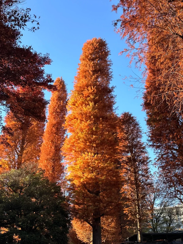 2025東京紅葉預測。圖片來源：fujiyama-navi.jp、sotoasobi、jalan.net、muragon、yamahack、renstablog、discovernippon、jorudan、紫櫻的天空@小紅書、我是夏涼@小紅書、六食@小紅書、金英學@小紅書、ATM.24@小紅書、Mio@小紅書、懶人鞋的吃喝玩樂@小紅書、熹愉徐@小紅書、啾醬_@小紅書、不辣的皮特@小紅書