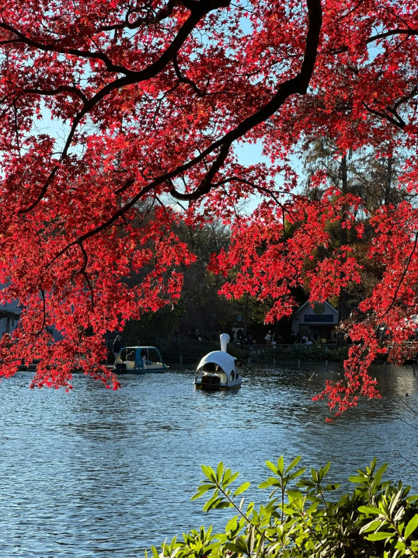 2025東京紅葉預測。圖片來源：fujiyama-navi.jp、sotoasobi、jalan.net、muragon、yamahack、renstablog、discovernippon、jorudan、紫櫻的天空@小紅書、我是夏涼@小紅書、六食@小紅書、金英學@小紅書、ATM.24@小紅書、Mio@小紅書、懶人鞋的吃喝玩樂@小紅書、熹愉徐@小紅書、啾醬_@小紅書、不辣的皮特@小紅書