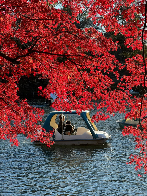 2025東京紅葉預測。圖片來源：fujiyama-navi.jp、sotoasobi、jalan.net、muragon、yamahack、renstablog、discovernippon、jorudan、紫櫻的天空@小紅書、我是夏涼@小紅書、六食@小紅書、金英學@小紅書、ATM.24@小紅書、Mio@小紅書、懶人鞋的吃喝玩樂@小紅書、熹愉徐@小紅書、啾醬_@小紅書、不辣的皮特@小紅書