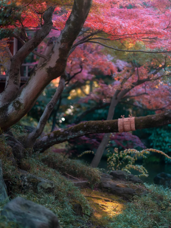 2025東京紅葉預測。圖片來源：fujiyama-navi.jp、sotoasobi、jalan.net、muragon、yamahack、renstablog、discovernippon、jorudan、紫櫻的天空@小紅書、我是夏涼@小紅書、六食@小紅書、金英學@小紅書、ATM.24@小紅書、Mio@小紅書、懶人鞋的吃喝玩樂@小紅書、熹愉徐@小紅書、啾醬_@小紅書、不辣的皮特@小紅書