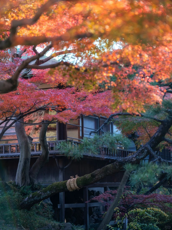 2025東京紅葉預測。圖片來源：fujiyama-navi.jp、sotoasobi、jalan.net、muragon、yamahack、renstablog、discovernippon、jorudan、紫櫻的天空@小紅書、我是夏涼@小紅書、六食@小紅書、金英學@小紅書、ATM.24@小紅書、Mio@小紅書、懶人鞋的吃喝玩樂@小紅書、熹愉徐@小紅書、啾醬_@小紅書、不辣的皮特@小紅書