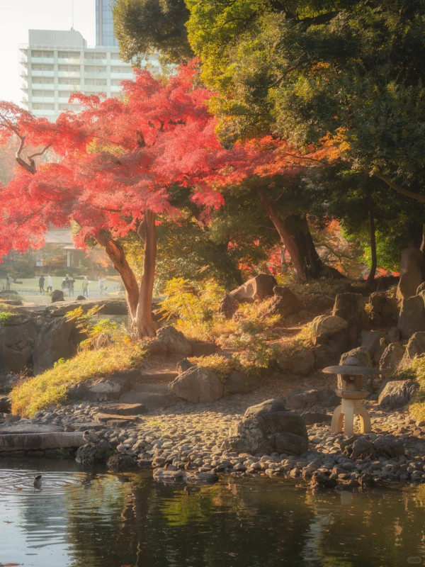 2025東京紅葉預測。圖片來源：fujiyama-navi.jp、sotoasobi、jalan.net、muragon、yamahack、renstablog、discovernippon、jorudan、紫櫻的天空@小紅書、我是夏涼@小紅書、六食@小紅書、金英學@小紅書、ATM.24@小紅書、Mio@小紅書、懶人鞋的吃喝玩樂@小紅書、熹愉徐@小紅書、啾醬_@小紅書、不辣的皮特@小紅書