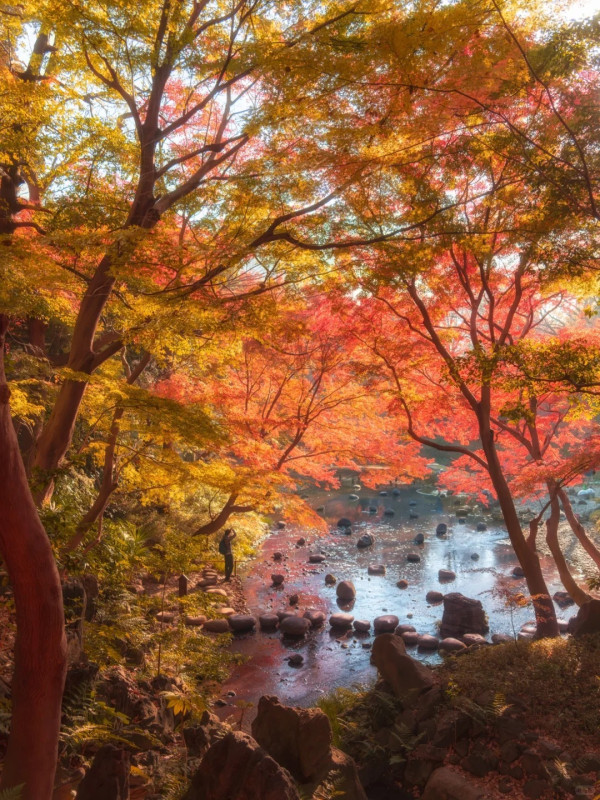 2025東京紅葉預測。圖片來源：fujiyama-navi.jp、sotoasobi、jalan.net、muragon、yamahack、renstablog、discovernippon、jorudan、紫櫻的天空@小紅書、我是夏涼@小紅書、六食@小紅書、金英學@小紅書、ATM.24@小紅書、Mio@小紅書、懶人鞋的吃喝玩樂@小紅書、熹愉徐@小紅書、啾醬_@小紅書、不辣的皮特@小紅書