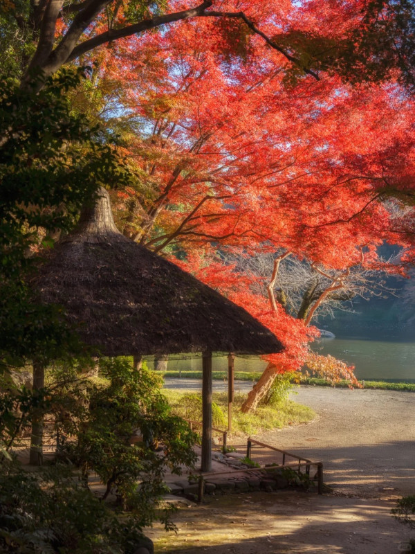 2025東京紅葉預測。圖片來源：fujiyama-navi.jp、sotoasobi、jalan.net、muragon、yamahack、renstablog、discovernippon、jorudan、紫櫻的天空@小紅書、我是夏涼@小紅書、六食@小紅書、金英學@小紅書、ATM.24@小紅書、Mio@小紅書、懶人鞋的吃喝玩樂@小紅書、熹愉徐@小紅書、啾醬_@小紅書、不辣的皮特@小紅書