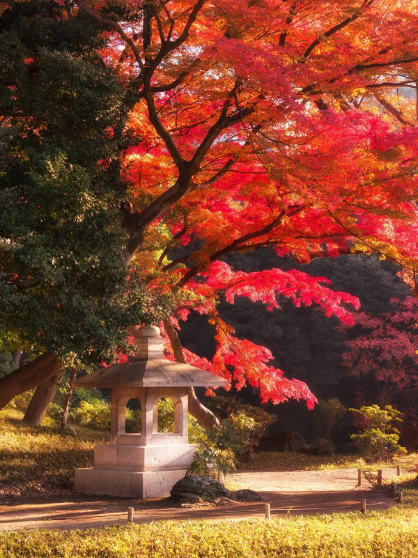 2025東京紅葉預測。圖片來源：fujiyama-navi.jp、sotoasobi、jalan.net、muragon、yamahack、renstablog、discovernippon、jorudan、紫櫻的天空@小紅書、我是夏涼@小紅書、六食@小紅書、金英學@小紅書、ATM.24@小紅書、Mio@小紅書、懶人鞋的吃喝玩樂@小紅書、熹愉徐@小紅書、啾醬_@小紅書、不辣的皮特@小紅書