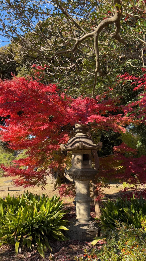 2025東京紅葉預測。圖片來源：fujiyama-navi.jp、sotoasobi、jalan.net、muragon、yamahack、renstablog、discovernippon、jorudan、紫櫻的天空@小紅書、我是夏涼@小紅書、六食@小紅書、金英學@小紅書、ATM.24@小紅書、Mio@小紅書、懶人鞋的吃喝玩樂@小紅書、熹愉徐@小紅書、啾醬_@小紅書、不辣的皮特@小紅書