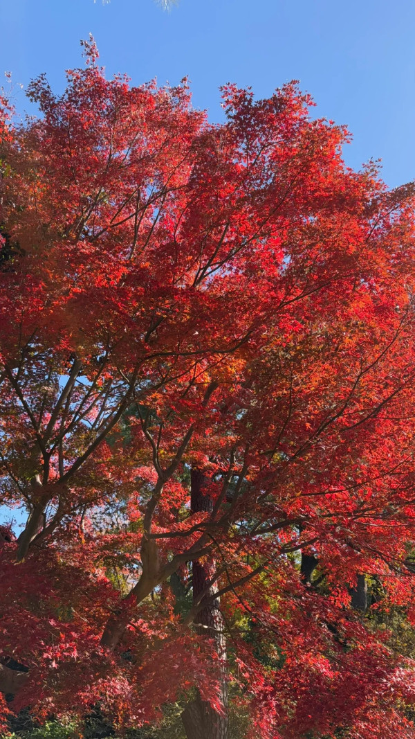 2025東京紅葉預測。圖片來源：fujiyama-navi.jp、sotoasobi、jalan.net、muragon、yamahack、renstablog、discovernippon、jorudan、紫櫻的天空@小紅書、我是夏涼@小紅書、六食@小紅書、金英學@小紅書、ATM.24@小紅書、Mio@小紅書、懶人鞋的吃喝玩樂@小紅書、熹愉徐@小紅書、啾醬_@小紅書、不辣的皮特@小紅書