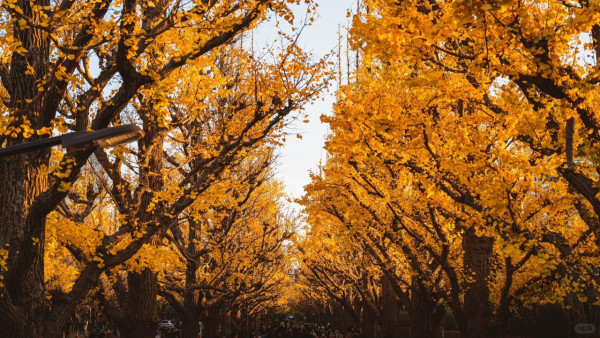 2025東京紅葉預測。圖片來源：fujiyama-navi.jp、sotoasobi、jalan.net、muragon、yamahack、renstablog、discovernippon、jorudan、紫櫻的天空@小紅書、我是夏涼@小紅書、六食@小紅書、金英學@小紅書、ATM.24@小紅書、Mio@小紅書、懶人鞋的吃喝玩樂@小紅書、熹愉徐@小紅書、啾醬_@小紅書、不辣的皮特@小紅書