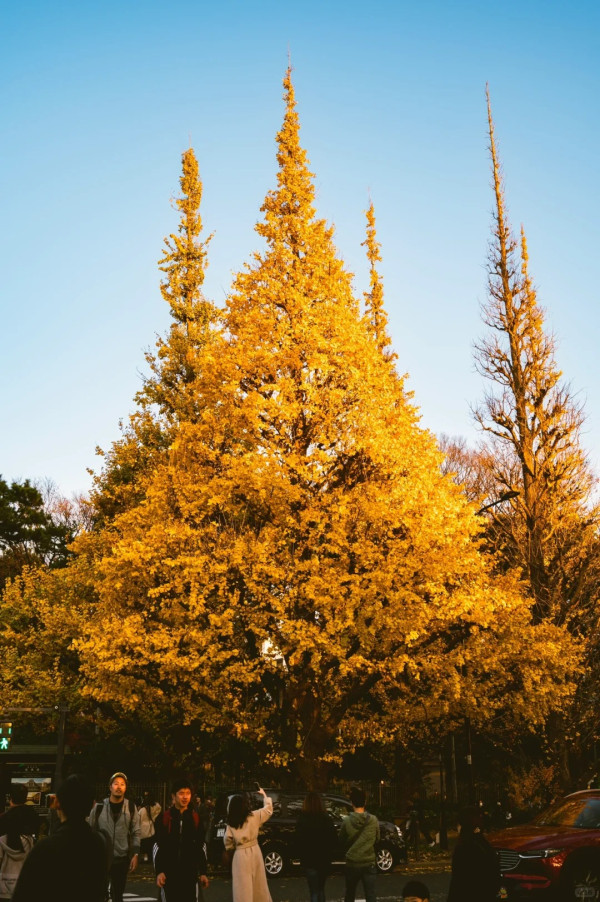 2025東京紅葉預測。圖片來源：fujiyama-navi.jp、sotoasobi、jalan.net、muragon、yamahack、renstablog、discovernippon、jorudan、紫櫻的天空@小紅書、我是夏涼@小紅書、六食@小紅書、金英學@小紅書、ATM.24@小紅書、Mio@小紅書、懶人鞋的吃喝玩樂@小紅書、熹愉徐@小紅書、啾醬_@小紅書、不辣的皮特@小紅書