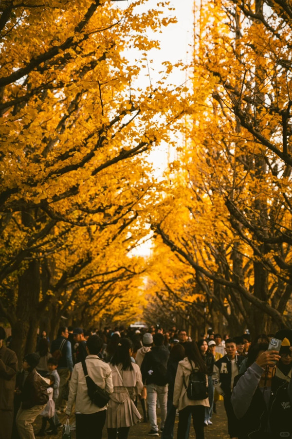 2025東京紅葉預測。圖片來源：fujiyama-navi.jp、sotoasobi、jalan.net、muragon、yamahack、renstablog、discovernippon、jorudan、紫櫻的天空@小紅書、我是夏涼@小紅書、六食@小紅書、金英學@小紅書、ATM.24@小紅書、Mio@小紅書、懶人鞋的吃喝玩樂@小紅書、熹愉徐@小紅書、啾醬_@小紅書、不辣的皮特@小紅書