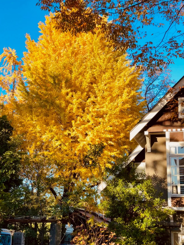 2025東京紅葉預測。圖片來源：fujiyama-navi.jp、sotoasobi、jalan.net、muragon、yamahack、renstablog、discovernippon、jorudan、紫櫻的天空@小紅書、我是夏涼@小紅書、六食@小紅書、金英學@小紅書、ATM.24@小紅書、Mio@小紅書、懶人鞋的吃喝玩樂@小紅書、熹愉徐@小紅書、啾醬_@小紅書、不辣的皮特@小紅書