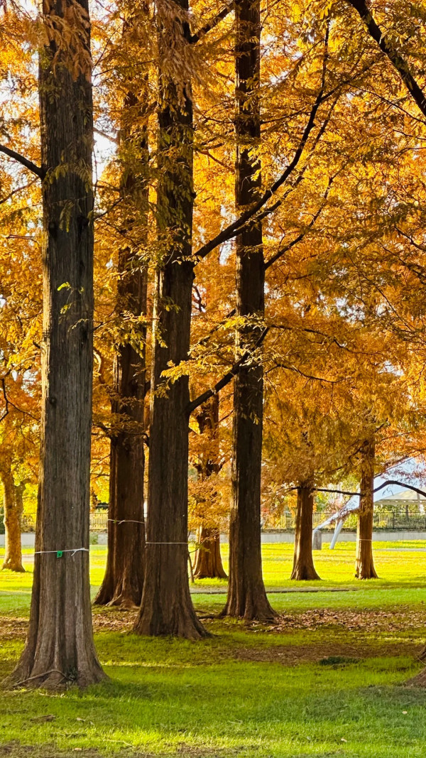 2025東京紅葉預測。圖片來源：fujiyama-navi.jp、sotoasobi、jalan.net、muragon、yamahack、renstablog、discovernippon、jorudan、紫櫻的天空@小紅書、我是夏涼@小紅書、六食@小紅書、金英學@小紅書、ATM.24@小紅書、Mio@小紅書、懶人鞋的吃喝玩樂@小紅書、熹愉徐@小紅書、啾醬_@小紅書、不辣的皮特@小紅書