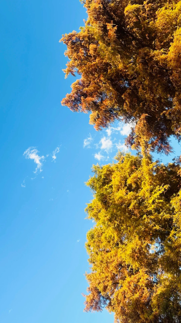 2025東京紅葉預測。圖片來源：fujiyama-navi.jp、sotoasobi、jalan.net、muragon、yamahack、renstablog、discovernippon、jorudan、紫櫻的天空@小紅書、我是夏涼@小紅書、六食@小紅書、金英學@小紅書、ATM.24@小紅書、Mio@小紅書、懶人鞋的吃喝玩樂@小紅書、熹愉徐@小紅書、啾醬_@小紅書、不辣的皮特@小紅書