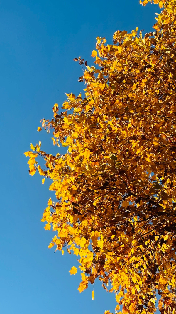 2025東京紅葉預測。圖片來源：fujiyama-navi.jp、sotoasobi、jalan.net、muragon、yamahack、renstablog、discovernippon、jorudan、紫櫻的天空@小紅書、我是夏涼@小紅書、六食@小紅書、金英學@小紅書、ATM.24@小紅書、Mio@小紅書、懶人鞋的吃喝玩樂@小紅書、熹愉徐@小紅書、啾醬_@小紅書、不辣的皮特@小紅書