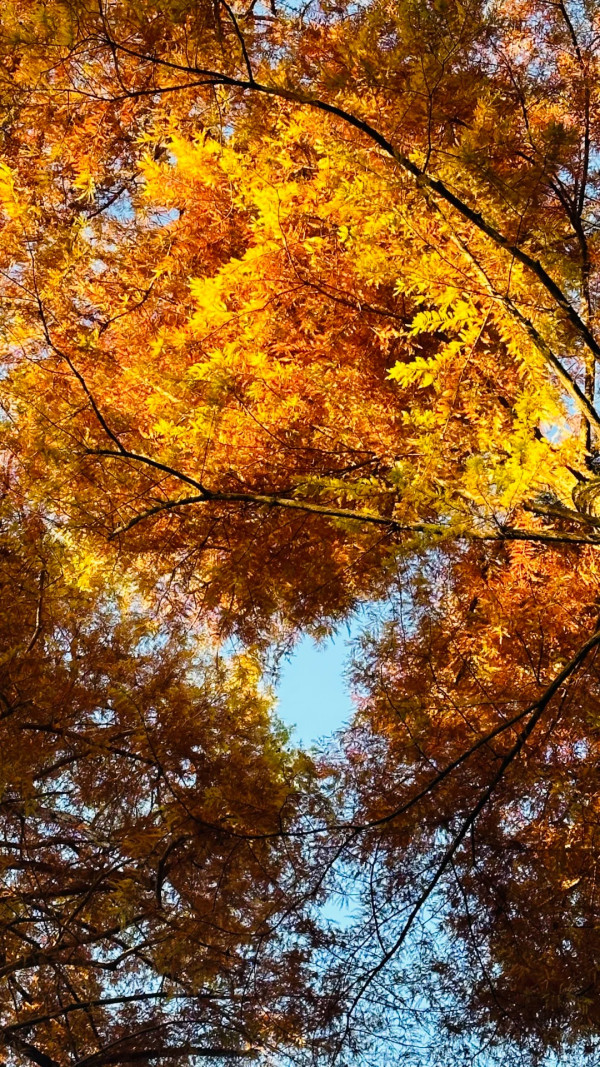 2025東京紅葉預測。圖片來源：fujiyama-navi.jp、sotoasobi、jalan.net、muragon、yamahack、renstablog、discovernippon、jorudan、紫櫻的天空@小紅書、我是夏涼@小紅書、六食@小紅書、金英學@小紅書、ATM.24@小紅書、Mio@小紅書、懶人鞋的吃喝玩樂@小紅書、熹愉徐@小紅書、啾醬_@小紅書、不辣的皮特@小紅書