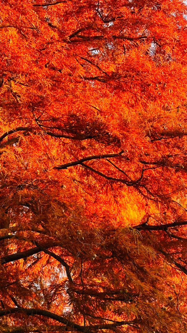 2025東京紅葉預測。圖片來源：fujiyama-navi.jp、sotoasobi、jalan.net、muragon、yamahack、renstablog、discovernippon、jorudan、紫櫻的天空@小紅書、我是夏涼@小紅書、六食@小紅書、金英學@小紅書、ATM.24@小紅書、Mio@小紅書、懶人鞋的吃喝玩樂@小紅書、熹愉徐@小紅書、啾醬_@小紅書、不辣的皮特@小紅書