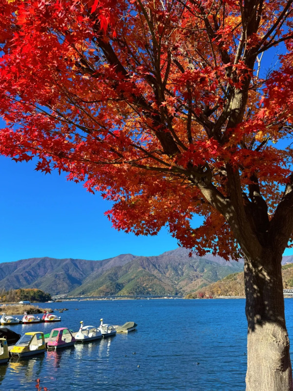 2025東京紅葉預測。圖片來源：fujiyama-navi.jp、sotoasobi、jalan.net、muragon、yamahack、renstablog、discovernippon、jorudan、紫櫻的天空@小紅書、我是夏涼@小紅書、六食@小紅書、金英學@小紅書、ATM.24@小紅書、Mio@小紅書、懶人鞋的吃喝玩樂@小紅書、熹愉徐@小紅書、啾醬_@小紅書、不辣的皮特@小紅書