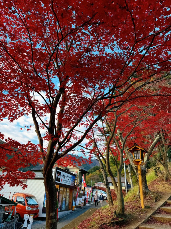 2025東京紅葉預測。圖片來源：fujiyama-navi.jp、sotoasobi、jalan.net、muragon、yamahack、renstablog、discovernippon、jorudan、紫櫻的天空@小紅書、我是夏涼@小紅書、六食@小紅書、金英學@小紅書、ATM.24@小紅書、Mio@小紅書、懶人鞋的吃喝玩樂@小紅書、熹愉徐@小紅書、啾醬_@小紅書、不辣的皮特@小紅書