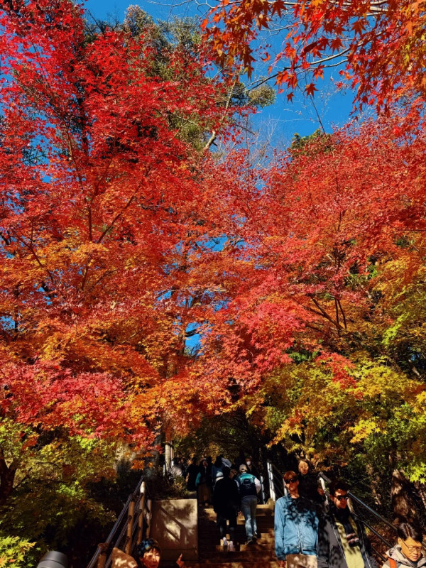 2025東京紅葉預測。圖片來源：fujiyama-navi.jp、sotoasobi、jalan.net、muragon、yamahack、renstablog、discovernippon、jorudan、紫櫻的天空@小紅書、我是夏涼@小紅書、六食@小紅書、金英學@小紅書、ATM.24@小紅書、Mio@小紅書、懶人鞋的吃喝玩樂@小紅書、熹愉徐@小紅書、啾醬_@小紅書、不辣的皮特@小紅書