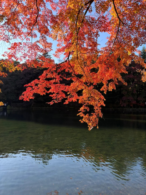 2025東京紅葉預測。圖片來源：fujiyama-navi.jp、sotoasobi、jalan.net、muragon、yamahack、renstablog、discovernippon、jorudan、紫櫻的天空@小紅書、我是夏涼@小紅書、六食@小紅書、金英學@小紅書、ATM.24@小紅書、Mio@小紅書、懶人鞋的吃喝玩樂@小紅書、熹愉徐@小紅書、啾醬_@小紅書、不辣的皮特@小紅書