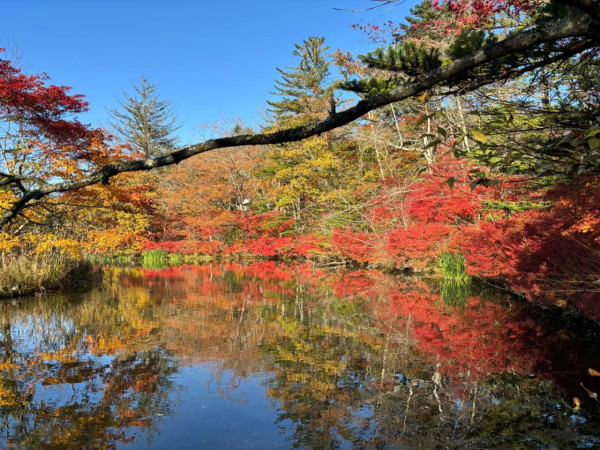 2025東京紅葉預測。圖片來源：fujiyama-navi.jp、sotoasobi、jalan.net、muragon、yamahack、renstablog、discovernippon、jorudan、紫櫻的天空@小紅書、我是夏涼@小紅書、六食@小紅書、金英學@小紅書、ATM.24@小紅書、Mio@小紅書、懶人鞋的吃喝玩樂@小紅書、熹愉徐@小紅書、啾醬_@小紅書、不辣的皮特@小紅書