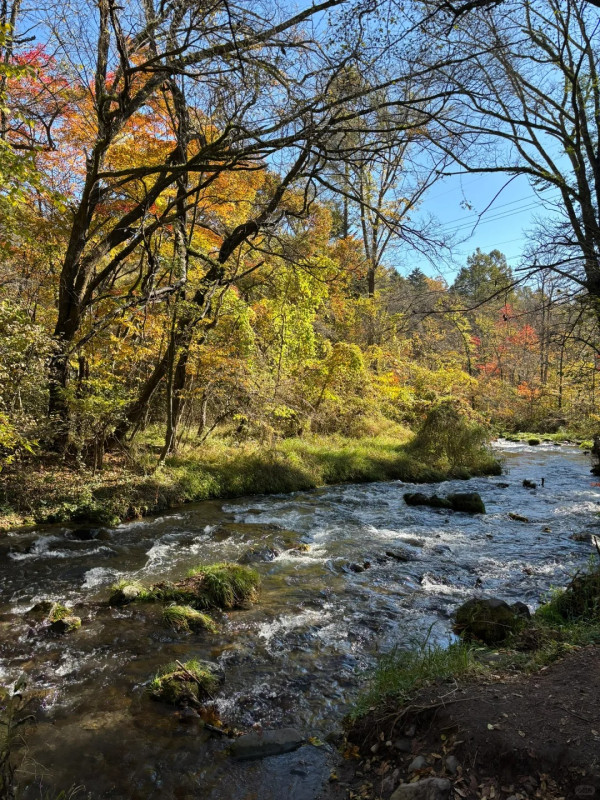 2025東京紅葉預測。圖片來源：fujiyama-navi.jp、sotoasobi、jalan.net、muragon、yamahack、renstablog、discovernippon、jorudan、紫櫻的天空@小紅書、我是夏涼@小紅書、六食@小紅書、金英學@小紅書、ATM.24@小紅書、Mio@小紅書、懶人鞋的吃喝玩樂@小紅書、熹愉徐@小紅書、啾醬_@小紅書、不辣的皮特@小紅書