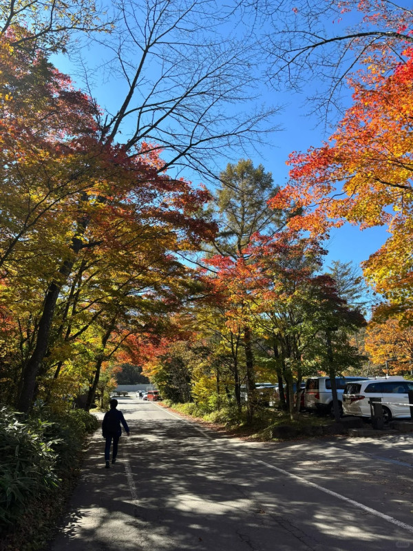 2025東京紅葉預測。圖片來源：fujiyama-navi.jp、sotoasobi、jalan.net、muragon、yamahack、renstablog、discovernippon、jorudan、紫櫻的天空@小紅書、我是夏涼@小紅書、六食@小紅書、金英學@小紅書、ATM.24@小紅書、Mio@小紅書、懶人鞋的吃喝玩樂@小紅書、熹愉徐@小紅書、啾醬_@小紅書、不辣的皮特@小紅書