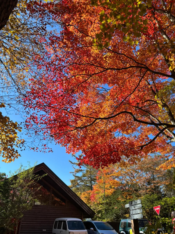 2025東京紅葉預測。圖片來源：fujiyama-navi.jp、sotoasobi、jalan.net、muragon、yamahack、renstablog、discovernippon、jorudan、紫櫻的天空@小紅書、我是夏涼@小紅書、六食@小紅書、金英學@小紅書、ATM.24@小紅書、Mio@小紅書、懶人鞋的吃喝玩樂@小紅書、熹愉徐@小紅書、啾醬_@小紅書、不辣的皮特@小紅書