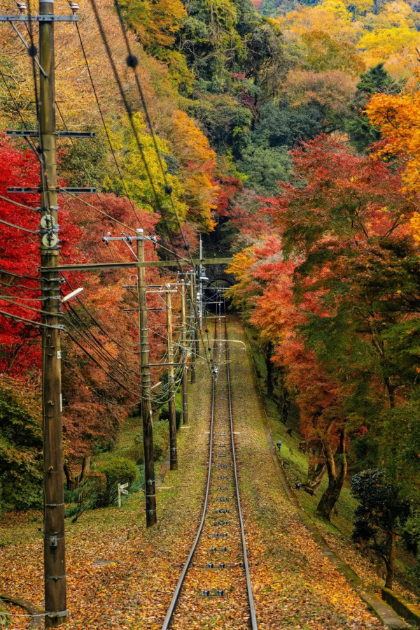 2025東京紅葉預測。圖片來源：fujiyama-navi.jp、sotoasobi、jalan.net、muragon、yamahack、renstablog、discovernippon、jorudan、紫櫻的天空@小紅書、我是夏涼@小紅書、六食@小紅書、金英學@小紅書、ATM.24@小紅書、Mio@小紅書、懶人鞋的吃喝玩樂@小紅書、熹愉徐@小紅書、啾醬_@小紅書、不辣的皮特@小紅書