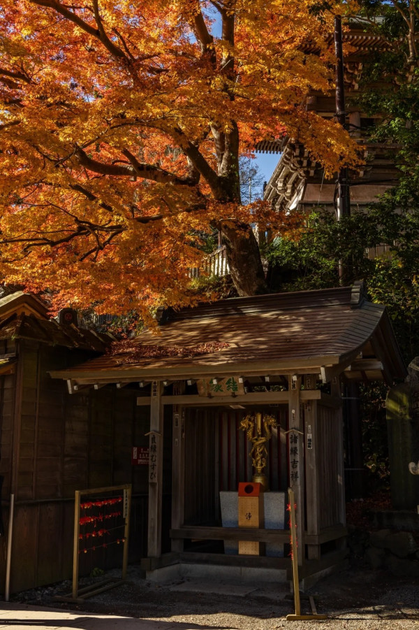 2025東京紅葉預測。圖片來源：fujiyama-navi.jp、sotoasobi、jalan.net、muragon、yamahack、renstablog、discovernippon、jorudan、紫櫻的天空@小紅書、我是夏涼@小紅書、六食@小紅書、金英學@小紅書、ATM.24@小紅書、Mio@小紅書、懶人鞋的吃喝玩樂@小紅書、熹愉徐@小紅書、啾醬_@小紅書、不辣的皮特@小紅書