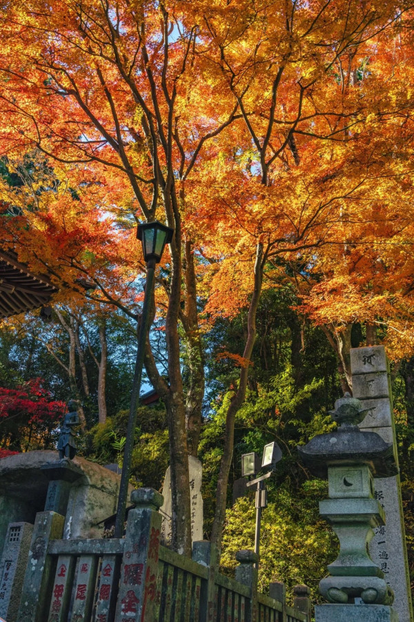 2025東京紅葉預測。圖片來源：fujiyama-navi.jp、sotoasobi、jalan.net、muragon、yamahack、renstablog、discovernippon、jorudan、紫櫻的天空@小紅書、我是夏涼@小紅書、六食@小紅書、金英學@小紅書、ATM.24@小紅書、Mio@小紅書、懶人鞋的吃喝玩樂@小紅書、熹愉徐@小紅書、啾醬_@小紅書、不辣的皮特@小紅書