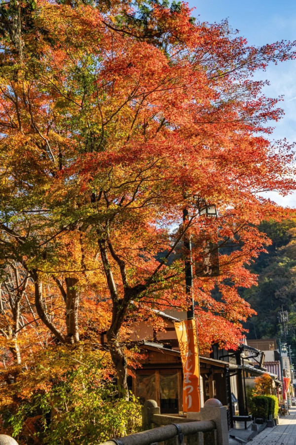 2025東京紅葉預測。圖片來源：fujiyama-navi.jp、sotoasobi、jalan.net、muragon、yamahack、renstablog、discovernippon、jorudan、紫櫻的天空@小紅書、我是夏涼@小紅書、六食@小紅書、金英學@小紅書、ATM.24@小紅書、Mio@小紅書、懶人鞋的吃喝玩樂@小紅書、熹愉徐@小紅書、啾醬_@小紅書、不辣的皮特@小紅書